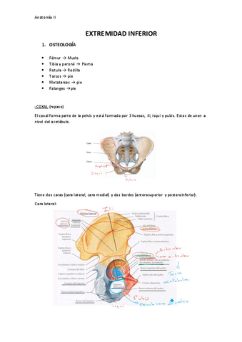 EXTREMIDAD-INFERIOR.pdf