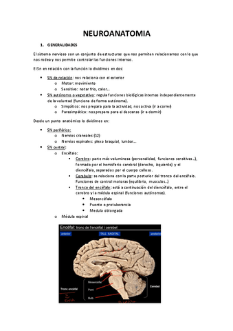 NEUROANATOMIA.pdf