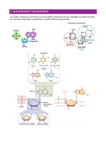 BIO-1-bach-acidos-nucleicos.pdf
