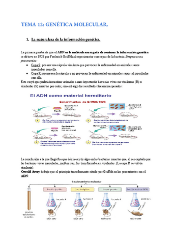 TEMA-12-GENETICA-MOLECULAR.pdf