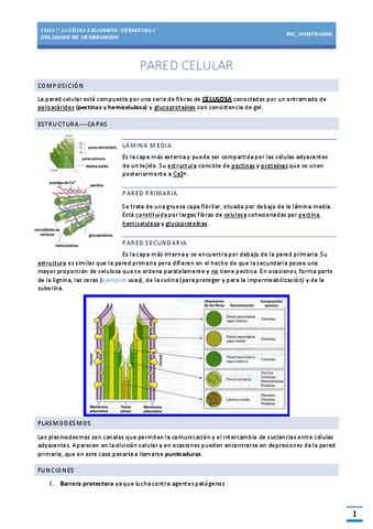 LA-PARED-CELULAR-TEMA-7-BIOLOGIA-EBAU.pdf