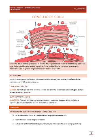 CELULAS-EUCARIOTAS-TEMA-8-BIOLOGIA-EBAU.pdf