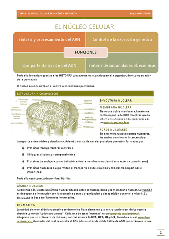NUCLEO-CELULAR-EUCARIOTA-TEMA-9-EBAU-BIOLOGIA.pdf