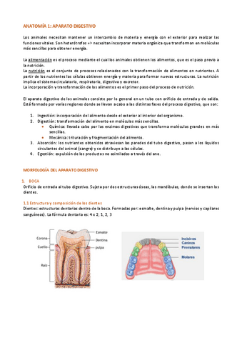 Aparato-DIGESTIVO.pdf
