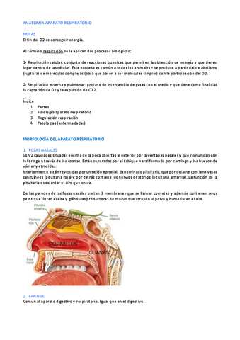 Aparato-RESPIRATORIO.pdf