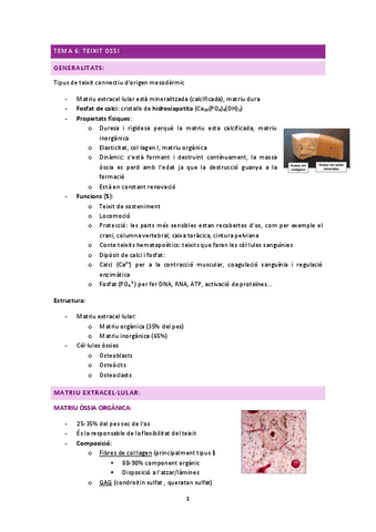 histologia-2n-parcial.pdf