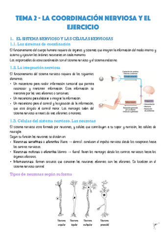 Anatomia.pdf