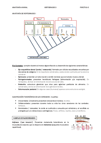 Apuntes De Terminolog A Cl Nica Y Patolog A