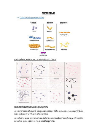 Bacteriologia-apuntes.pdf
