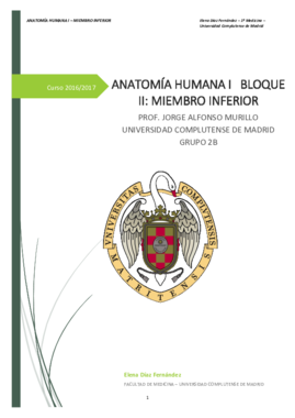 Anatomía humana I - Miembro inferior - Elena Díaz Fernández UCM.pdf