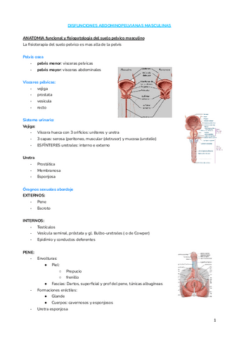 DISFUNCIONES-ABDOMINOPELVIANAS-MASCULINAS.docx.pdf