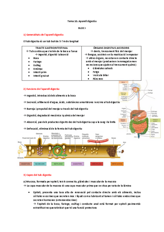 Apuntes-Estructura-y-Funcion-del-Cuerpo-Humano-I-Tema-10.pdf