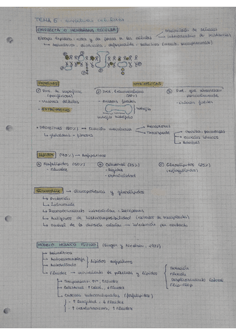 Envueltas-celulares-y-organulos-no-membranosos.pdf