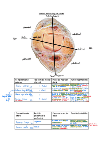 exercicimusculsDalmau.pdf