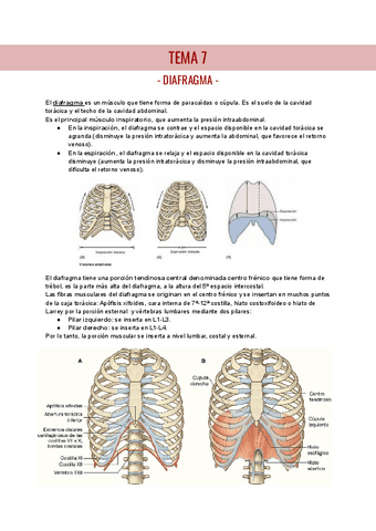 TEMA-7-ANATOMIA-I.pdf