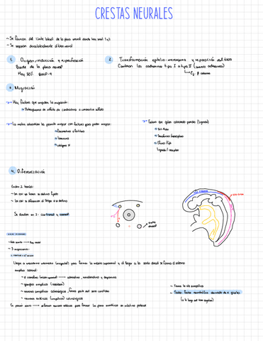 Crestas-neurales.-pdf.pdf