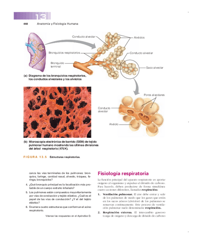 Fisiologia-respiratoria.pdf