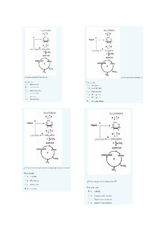 NF6.Questionari-2-.Metabolisme.pdf