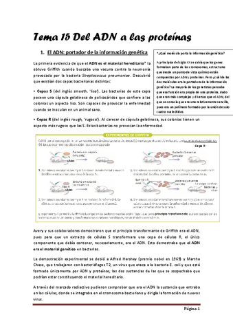 Tema-15-Del-ADN-a-las-proteinas.pdf