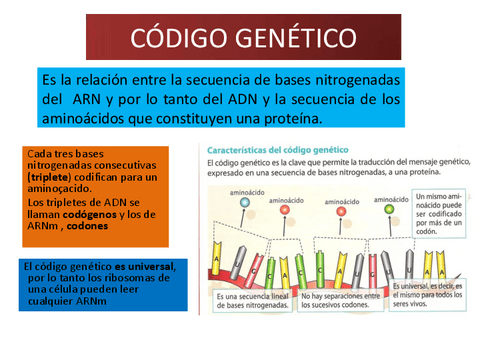 9.2-ANEXO-SINTESIS-DE-PROTEINAS.pdf