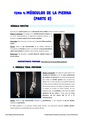 Anatomia-Tema-9.pdf