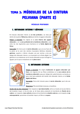 Anatomia-Tema-3.pdf