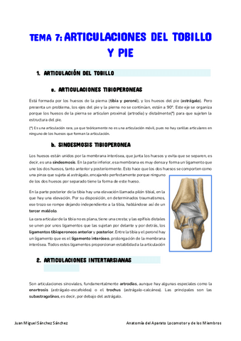 Anatomia-Tema-7-2.pdf