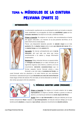 Anatomia-Tema-4.pdf