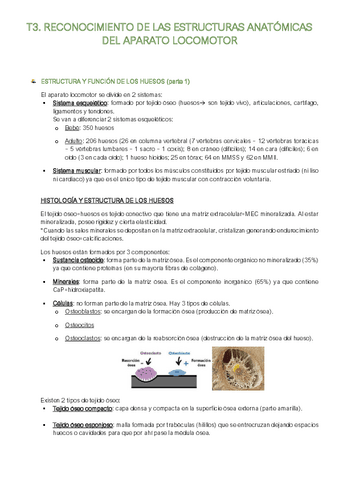 Resumen-T3-I.R-Articulaciones.pdf
