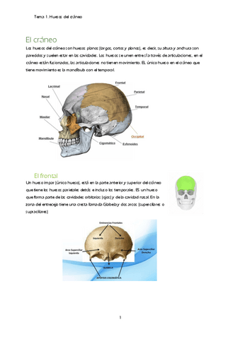 T1.-Huesos-del-craneo.pdf