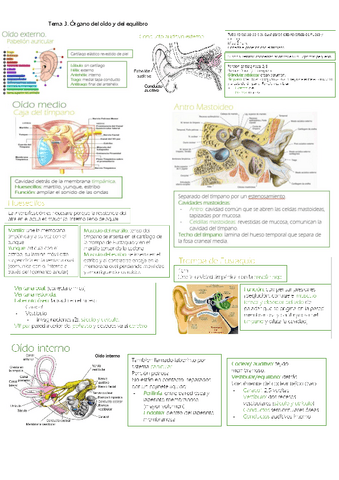 Organo-de-la-audicion.pdf
