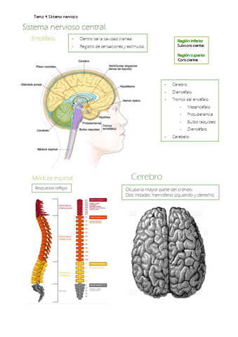 Sistema-nervioso.pdf