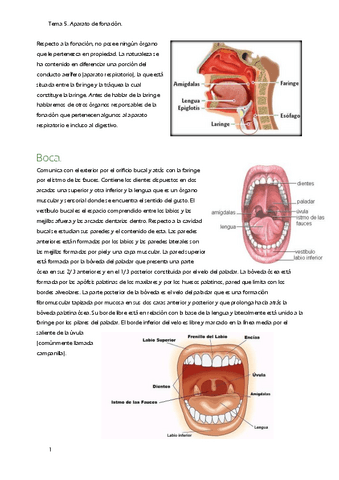 T5.-Aparato-fonacion.pdf