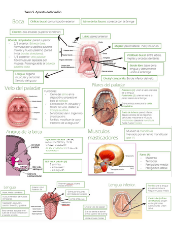 Aparato-fonacion.pdf