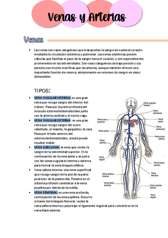 Venas-y-arterias.pdf