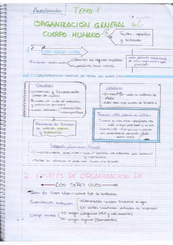 Tema-1-Organizacion-del-cuerpo-humano-a-mano.pdf