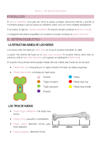 El-aparato-locomotor.pdf