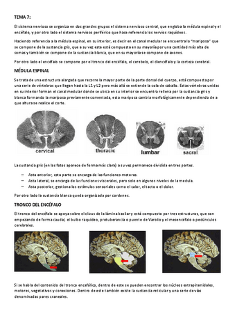 APUNTES-TEMA-7.pdf