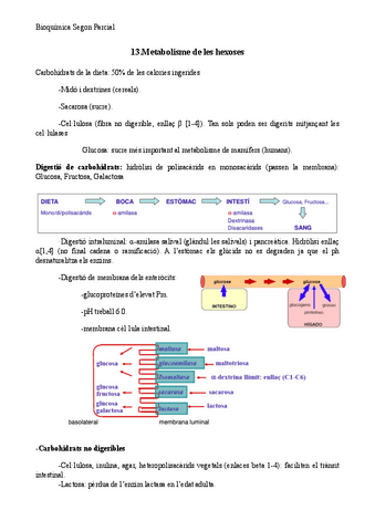 T.14-Bioquimica-metabolismo-hexosas.pdf
