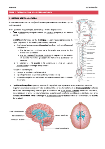 TEMA 1 - Introducción a la neuroanatomía