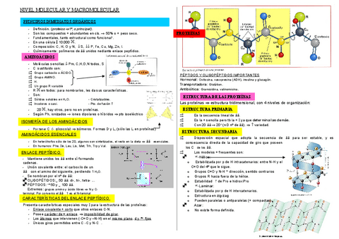 PROTEINAS-ESQUEMA.pdf