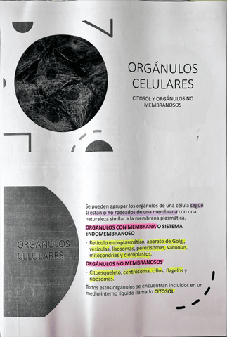 Biologia.-Tema-7-Organulos.pdf