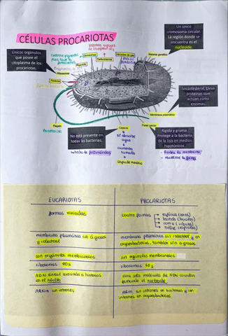 Diferencias-procariotas-eucariotas.pdf