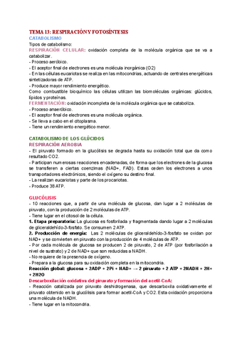 TEMA-13-RESPIRACION-Y-FOTOSINTESIS.pdf