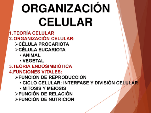 UD-5-ORGANIZACIAN-CELULAR.pdf