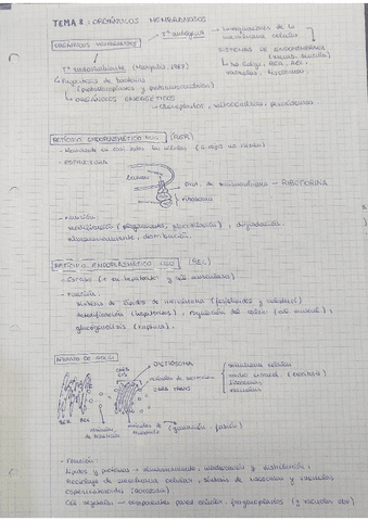 Tema-8-Organulos-membranosos.pdf