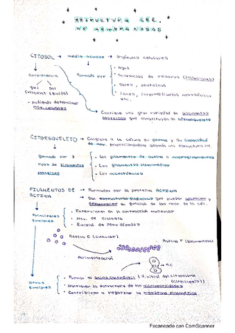 estructuras-no-membranosas.pdf
