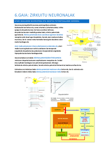 06-Zirkuitu-neuronalak.pdf