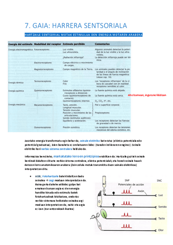 07-Harrera-sentsoriala.pdf