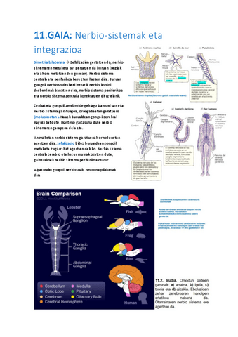 11-Nerbio-sistemak-eta-integrazioa.pdf